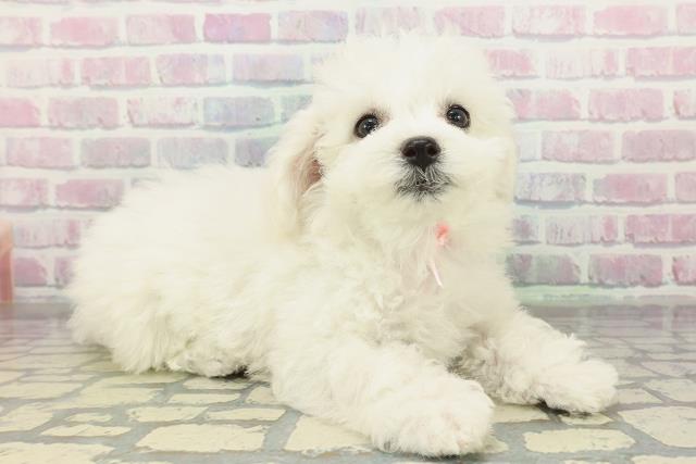 東京都のビションフリーゼ (Coo&RIKU江戸川店/2026年2月6日生まれ/女の子/ホワイト)の子犬の3枚目の画像