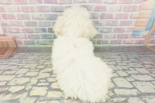 東京都のビションフリーゼ (Coo&RIKU江戸川店/2026年2月6日生まれ/女の子/ホワイト)の子犬の4枚目の画像