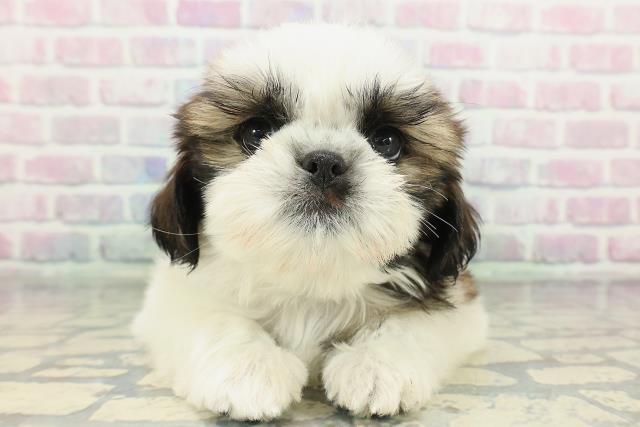 埼玉県のシーズー (Coo&RIKU川口戸塚店/2026年2月6日生まれ/男の子/ホワイトゴールド)の子犬