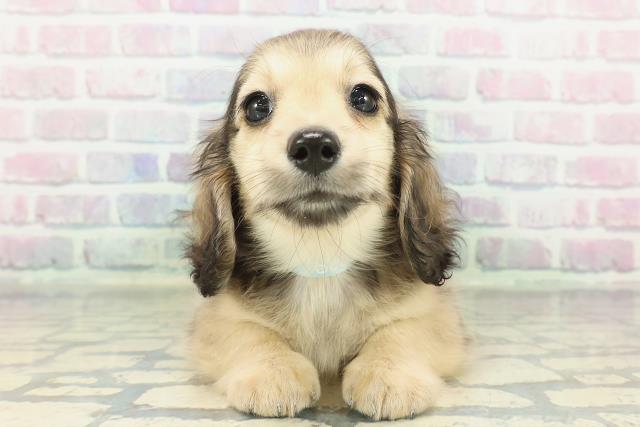 茨城県のミニチュアダックスフンド(ロング) (Coo&RIKU日立店/2026年2月6日生まれ/男の子/シェーデットイエロー)の子犬の1枚目の画像