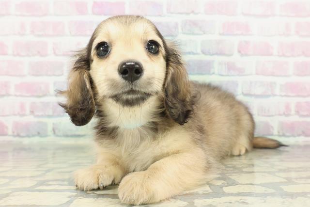 茨城県のミニチュアダックスフンド(ロング) (Coo&RIKU日立店/2026年2月6日生まれ/男の子/シェーデットイエロー)の子犬の2枚目の画像