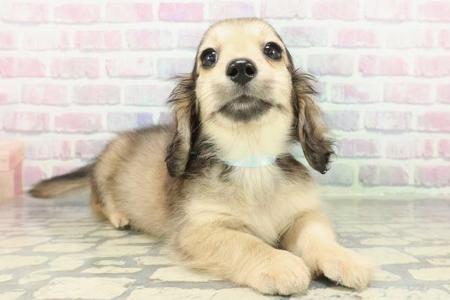 茨城県のミニチュアダックスフンド(ロング) (Coo&RIKU日立店/2026年2月6日生まれ/男の子/シェーデットイエロー)の子犬の3枚目の画像