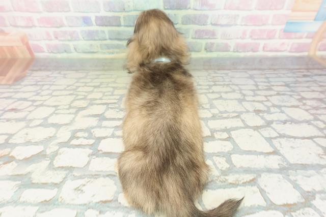 茨城県のミニチュアダックスフンド(ロング) (Coo&RIKU日立店/2026年2月6日生まれ/男の子/シェーデットイエロー)の子犬の4枚目の画像