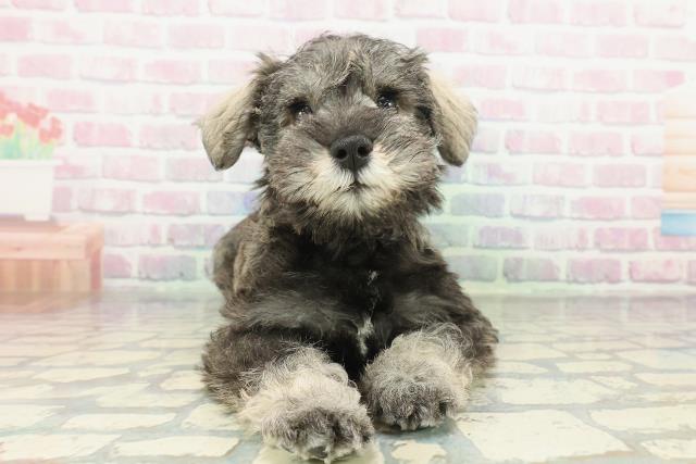 埼玉県のミニチュアシュナウザー (Coo&RIKU所沢店/2026年2月7日生まれ/男の子/ソルトペッパー)の子犬の1枚目の画像