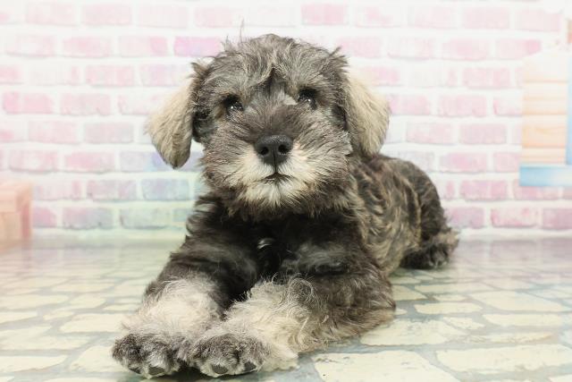 埼玉県のミニチュアシュナウザー (Coo&RIKU所沢店/2026年2月7日生まれ/男の子/ソルトペッパー)の子犬の2枚目の画像