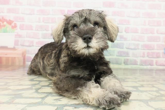 埼玉県のミニチュアシュナウザー (Coo&RIKU所沢店/2026年2月7日生まれ/男の子/ソルトペッパー)の子犬の3枚目の画像