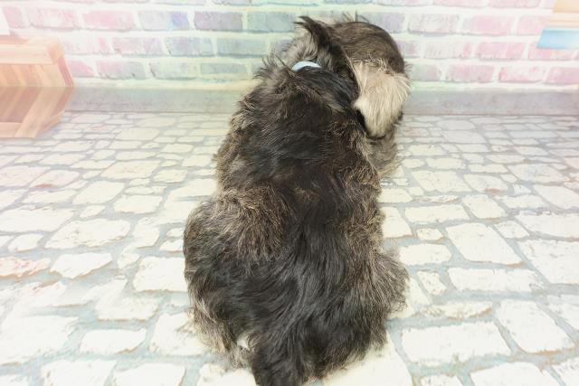 埼玉県のミニチュアシュナウザー (Coo&RIKU所沢店/2026年2月7日生まれ/男の子/ソルトペッパー)の子犬の4枚目の画像