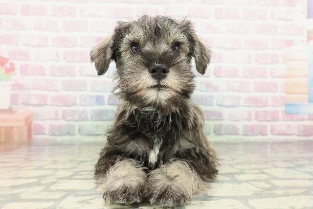 ミニチュア・シュナウザー