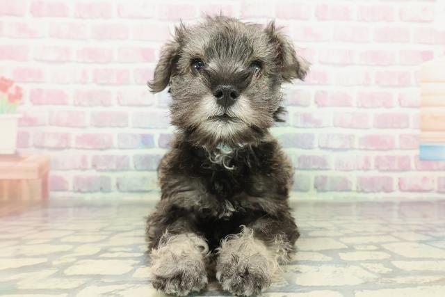 千葉県のミニチュアシュナウザー (Coo&RIKUアクロスモール新鎌ケ谷店/2026年2月7日生まれ/男の子/ソルトペッパー)の子犬の1枚目の画像