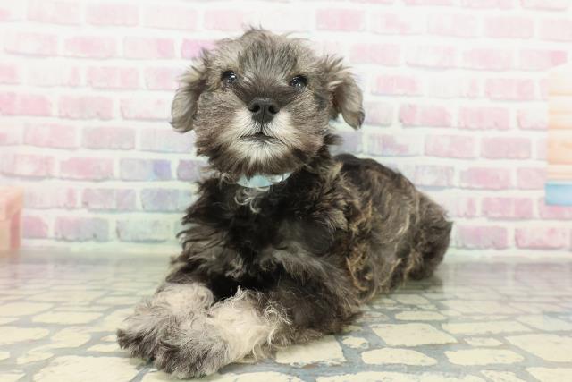千葉県のミニチュアシュナウザー (Coo&RIKUアクロスモール新鎌ケ谷店/2026年2月7日生まれ/男の子/ソルトペッパー)の子犬の2枚目の画像