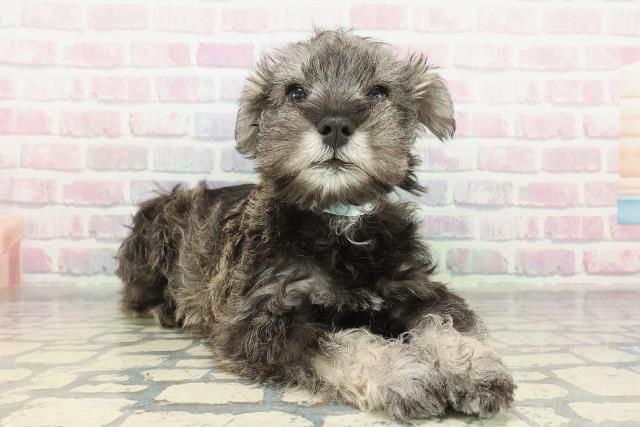 千葉県のミニチュアシュナウザー (Coo&RIKUアクロスモール新鎌ケ谷店/2026年2月7日生まれ/男の子/ソルトペッパー)の子犬の3枚目の画像