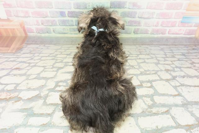 千葉県のミニチュアシュナウザー (Coo&RIKUアクロスモール新鎌ケ谷店/2026年2月7日生まれ/男の子/ソルトペッパー)の子犬の4枚目の画像