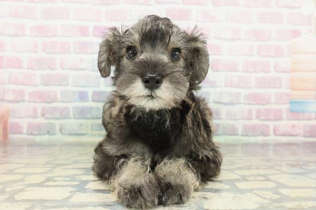 茨城県のミニチュアシュナウザー (Coo&RIKU水戸店/2026年2月7日生まれ/女の子/ソルトペッパー)の子犬の1枚目の画像