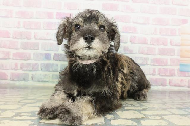 茨城県のミニチュアシュナウザー (Coo&RIKU水戸店/2026年2月7日生まれ/女の子/ソルトペッパー)の子犬の2枚目の画像