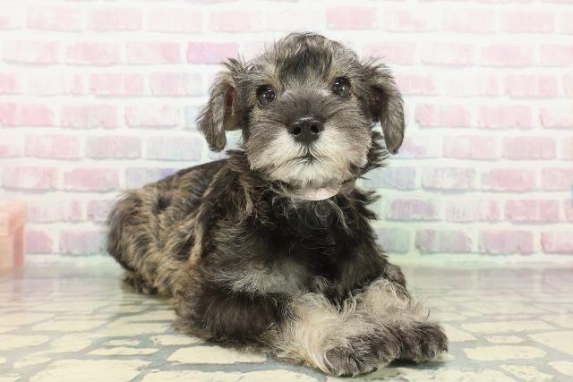 茨城県のミニチュアシュナウザー (Coo&RIKU水戸店/2026年2月7日生まれ/女の子/ソルトペッパー)の子犬の3枚目の画像