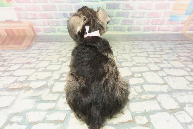 茨城県のミニチュアシュナウザー (Coo&RIKU水戸店/2026年2月7日生まれ/女の子/ソルトペッパー)の子犬の4枚目の画像