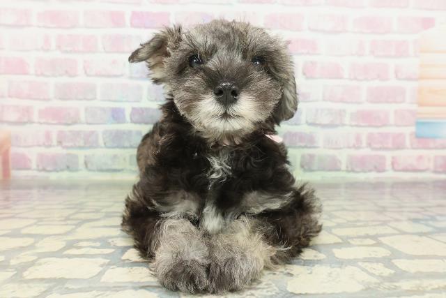 神奈川県のミニチュアシュナウザー (Coo&RIKU長津田店/2026年2月7日生まれ/女の子/ソルトペッパー)の子犬