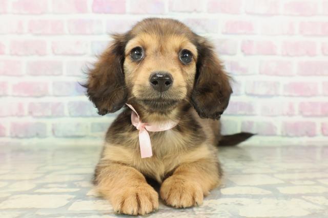 神奈川県のミニチュアダックスフンド(ロング) (Coo&RIKU江の島店/2026年2月8日生まれ/女の子/シェーデットレッド)の子犬の1枚目の画像