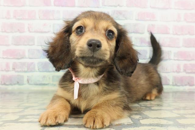 神奈川県のミニチュアダックスフンド(ロング) (Coo&RIKU江の島店/2026年2月8日生まれ/女の子/シェーデットレッド)の子犬の2枚目の画像