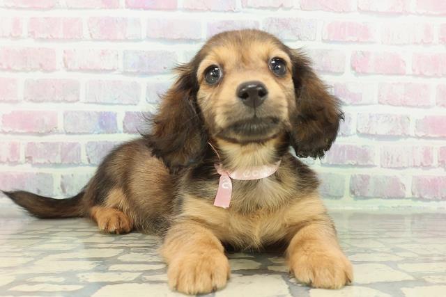 神奈川県のミニチュアダックスフンド(ロング) (Coo&RIKU江の島店/2026年2月8日生まれ/女の子/シェーデットレッド)の子犬の3枚目の画像