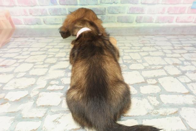 神奈川県のミニチュアダックスフンド(ロング) (Coo&RIKU江の島店/2026年2月8日生まれ/女の子/シェーデットレッド)の子犬の4枚目の画像