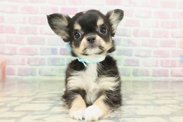 東京都のチワワ(ロング) (Coo&RIKU江戸川店/2026年2月9日生まれ/男の子/ブラックタンホワイト)の子犬の1枚目の画像