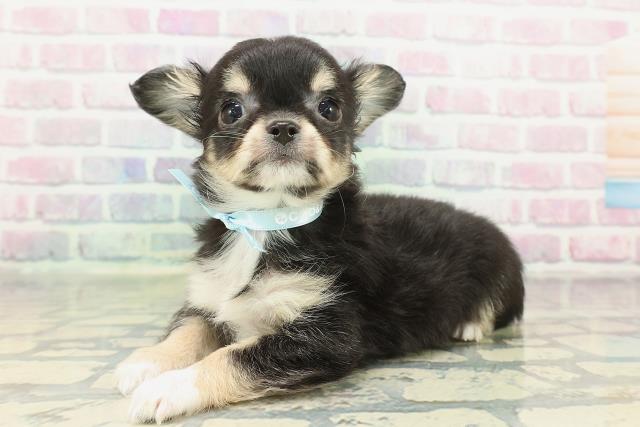 東京都のチワワ(ロング) (Coo&RIKU江戸川店/2026年2月9日生まれ/男の子/ブラックタンホワイト)の子犬の2枚目の画像