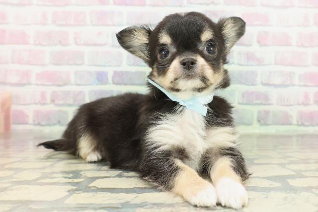 東京都のチワワ(ロング) (Coo&RIKU江戸川店/2026年2月9日生まれ/男の子/ブラックタンホワイト)の子犬の3枚目の画像