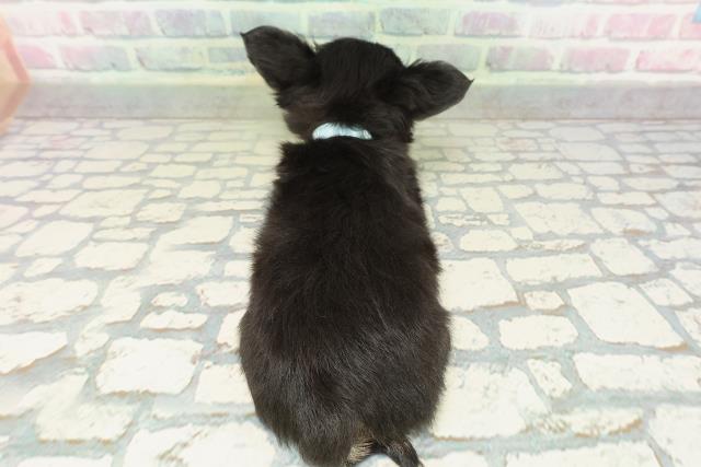 東京都のチワワ(ロング) (Coo&RIKU江戸川店/2026年2月9日生まれ/男の子/ブラックタンホワイト)の子犬の4枚目の画像