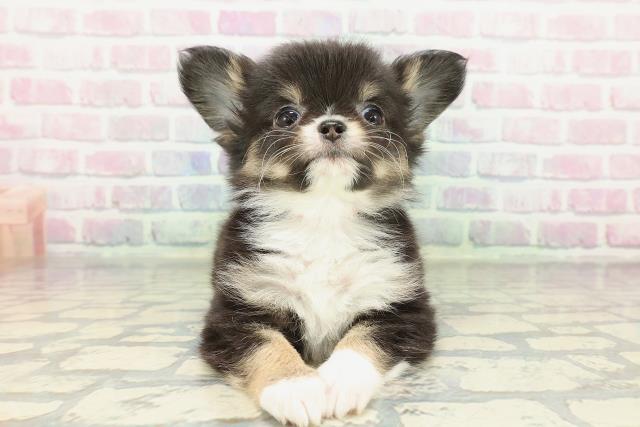 茨城県のチワワ(ロング) (Coo&RIKUMEGAドン・キホーテ勝田店/2026年2月9日生まれ/女の子/ブラックタンホワイト)の子犬の1枚目の画像