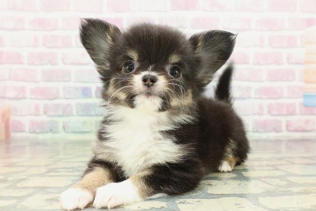 茨城県のチワワ(ロング) (Coo&RIKUMEGAドン・キホーテ勝田店/2026年2月9日生まれ/女の子/ブラックタンホワイト)の子犬の2枚目の画像