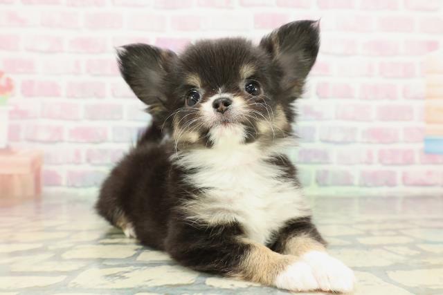 茨城県のチワワ(ロング) (Coo&RIKUMEGAドン・キホーテ勝田店/2026年2月9日生まれ/女の子/ブラックタンホワイト)の子犬の3枚目の画像