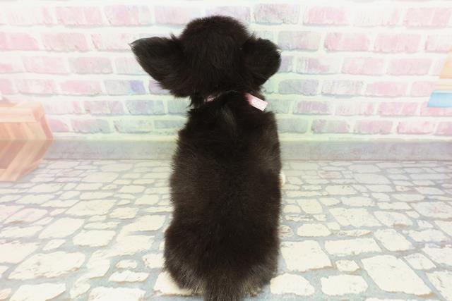 茨城県のチワワ(ロング) (Coo&RIKUMEGAドン・キホーテ勝田店/2026年2月9日生まれ/女の子/ブラックタンホワイト)の子犬の4枚目の画像