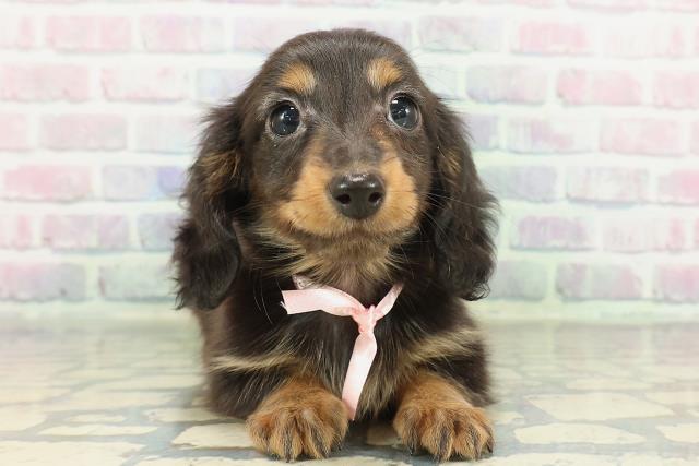 神奈川県のミニチュアダックスフンド(ロング) (Coo&RIKU平塚店/2026年2月10日生まれ/女の子/ブラックタン)の子犬の1枚目の画像