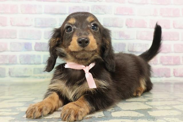 神奈川県のミニチュアダックスフンド(ロング) (Coo&RIKU平塚店/2026年2月10日生まれ/女の子/ブラックタン)の子犬の2枚目の画像