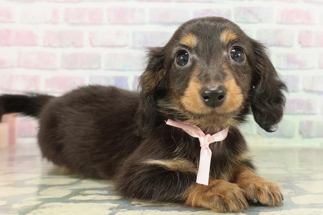 神奈川県のミニチュアダックスフンド(ロング) (Coo&RIKU平塚店/2026年2月10日生まれ/女の子/ブラックタン)の子犬の3枚目の画像