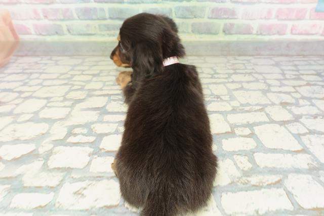 神奈川県のミニチュアダックスフンド(ロング) (Coo&RIKU平塚店/2026年2月10日生まれ/女の子/ブラックタン)の子犬の4枚目の画像