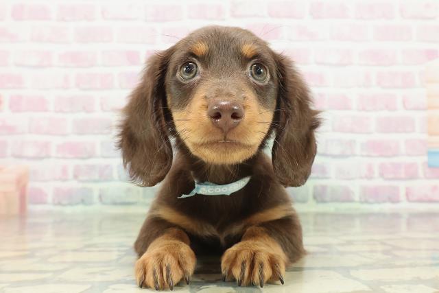 茨城県のミニチュアダックスフンド(ロング) (Coo&RIKU筑西店/2026年1月31日生まれ/男の子/チョコレートタン)の子犬の1枚目の画像