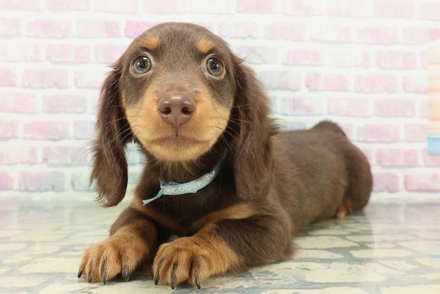 茨城県のミニチュアダックスフンド(ロング) (Coo&RIKU筑西店/2026年1月31日生まれ/男の子/チョコレートタン)の子犬の2枚目の画像