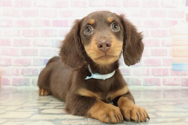 茨城県のミニチュアダックスフンド(ロング) (Coo&RIKU筑西店/2026年1月31日生まれ/男の子/チョコレートタン)の子犬の3枚目の画像