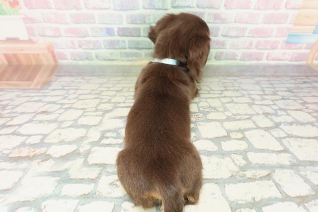 茨城県のミニチュアダックスフンド(ロング) (Coo&RIKU筑西店/2026年1月31日生まれ/男の子/チョコレートタン)の子犬の4枚目の画像