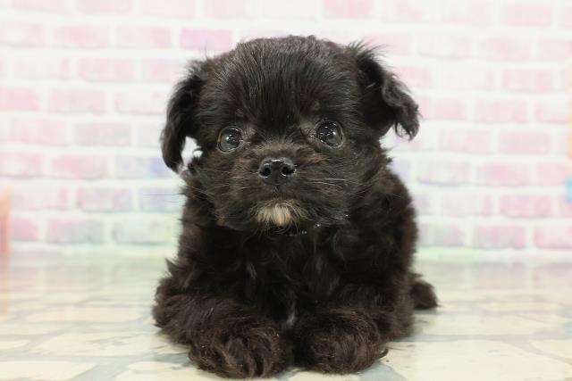東京都のチワプー/プーチー(チワワ×プードル) (Coo&RIKU浅草店/2026年2月8日生まれ/男の子/ブラック)の子犬の1枚目の画像