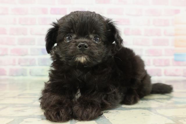 東京都のチワプー/プーチー(チワワ×プードル) (Coo&RIKU浅草店/2026年2月8日生まれ/男の子/ブラック)の子犬の2枚目の画像