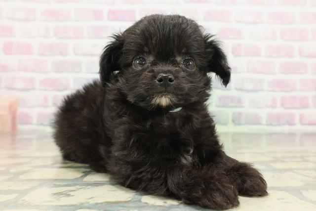 東京都のチワプー/プーチー(チワワ×プードル) (Coo&RIKU浅草店/2026年2月8日生まれ/男の子/ブラック)の子犬の3枚目の画像