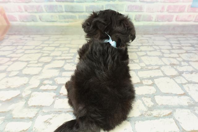 東京都のチワプー/プーチー(チワワ×プードル) (Coo&RIKU浅草店/2026年2月8日生まれ/男の子/ブラック)の子犬の4枚目の画像