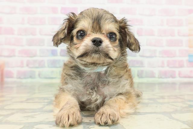 埼玉県のチワプー/プーチー(チワワ×プードル) (Coo&RIKU草加バイパス店/2026年2月8日生まれ/男の子/ブラウン)の子犬の1枚目の画像