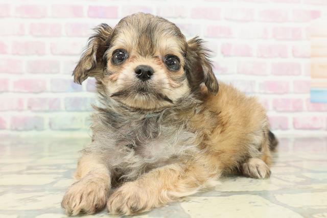 埼玉県のチワプー/プーチー(チワワ×プードル) (Coo&RIKU草加バイパス店/2026年2月8日生まれ/男の子/ブラウン)の子犬の2枚目の画像