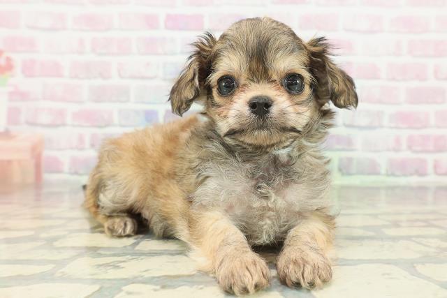 埼玉県のチワプー/プーチー(チワワ×プードル) (Coo&RIKU草加バイパス店/2026年2月8日生まれ/男の子/ブラウン)の子犬の3枚目の画像