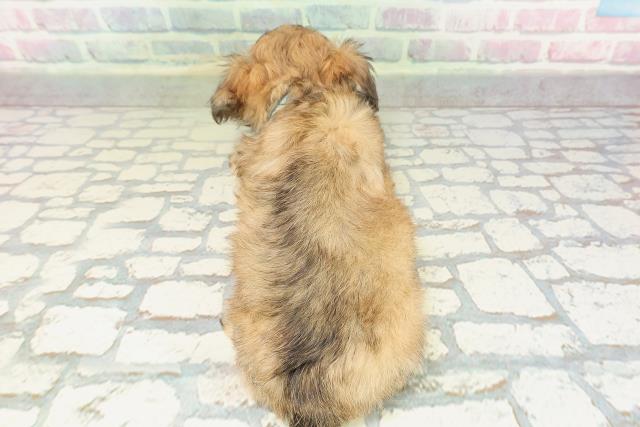 埼玉県のチワプー/プーチー(チワワ×プードル) (Coo&RIKU草加バイパス店/2026年2月8日生まれ/男の子/ブラウン)の子犬の4枚目の画像