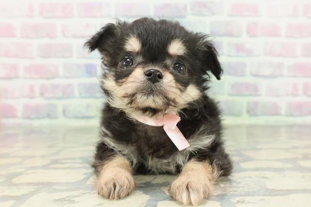 千葉県のチワプー/プーチー(チワワ×プードル) (Coo&RIKU南柏店/2026年2月8日生まれ/女の子/ブラックタン)の子犬の1枚目の画像